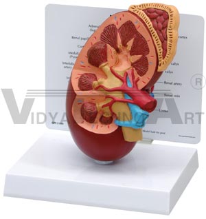 Kidney